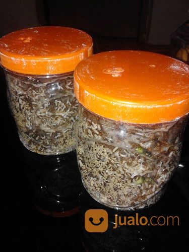 BIBIT KROTO KUNINGAN