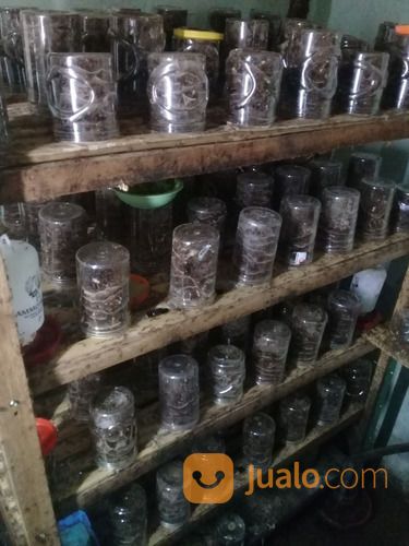 BIBIT KROTO KUNINGAN