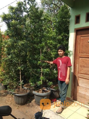 Pohon Palem Ekor Tupai Dll. 085697665587