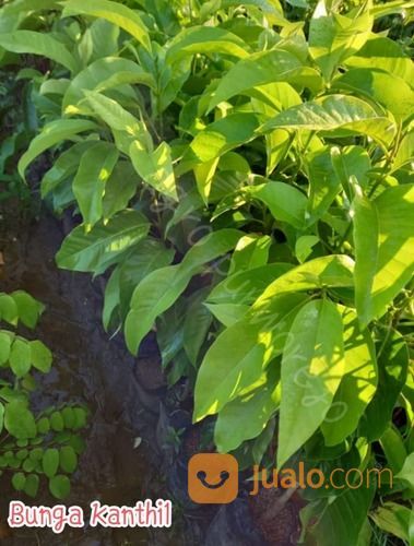 Bibit Tanaman Kantil Putih - Harga Super Mistis