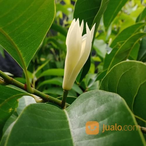 Bibit Tanaman Kantil Putih - Harga Super Mistis