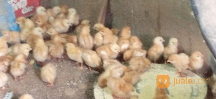 DOC/Bibit Ayam Petelur