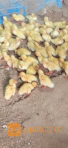 Anak Bebek Peking Asli Usia 3 Minggu