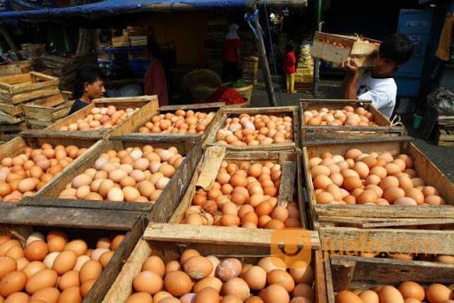 Distributor Telur Ayam 100% Original