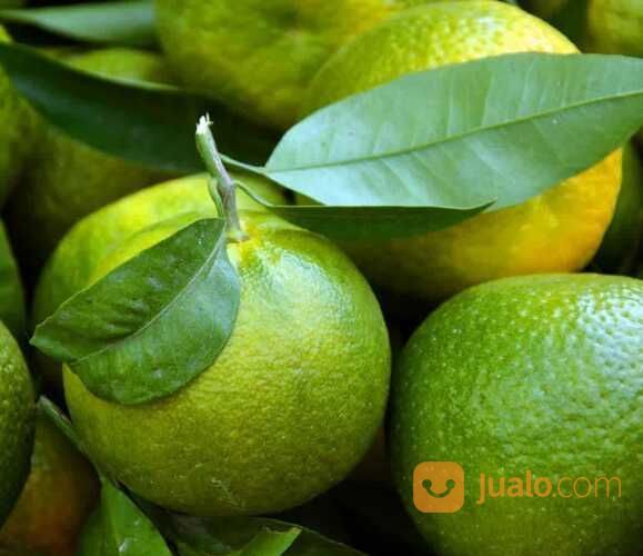 Bibit Tanaman Jeruk Baby Java / Baby Pacitan - Tanpa Rasa Asam - MPASI - Harga Nego