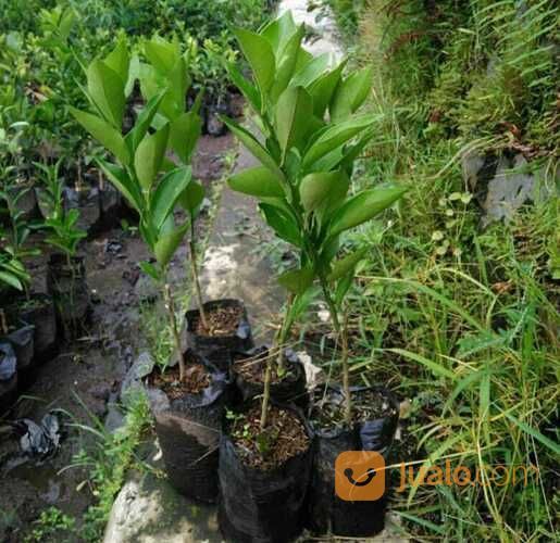 Bibit Tanaman Jeruk Baby Java / Baby Pacitan - Tanpa Rasa Asam - MPASI - Harga Nego