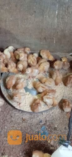 Bibit/ DOC Ayam Petelur Kotak Polos