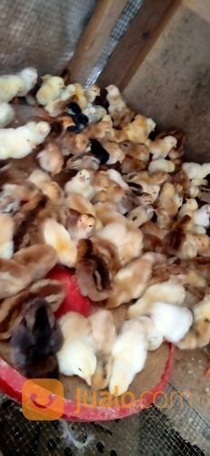 Bibit / DOC AYAM KUB