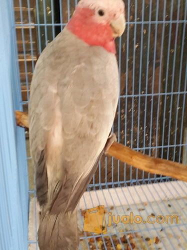 rose-breasted cockatoo/Kakatua Galah