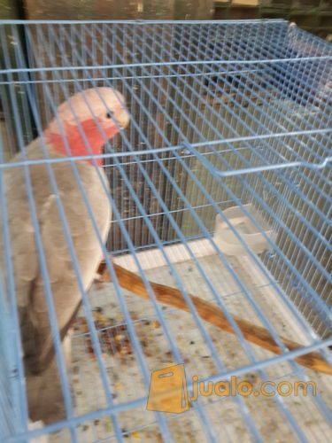 rose-breasted cockatoo/Kakatua Galah