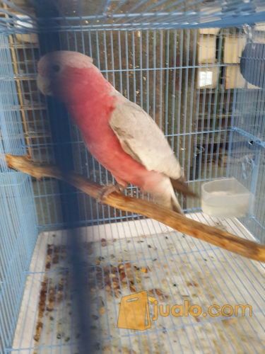 rose-breasted cockatoo/Kakatua Galah