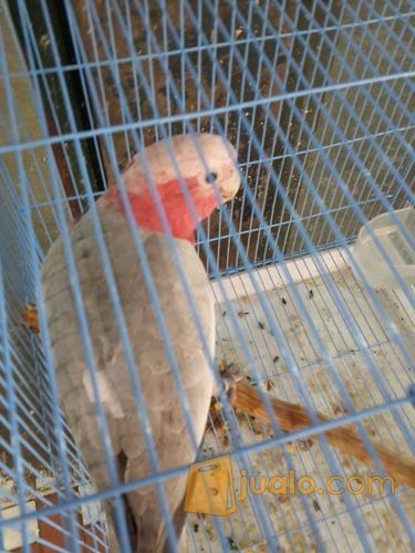 rose-breasted cockatoo/Kakatua Galah