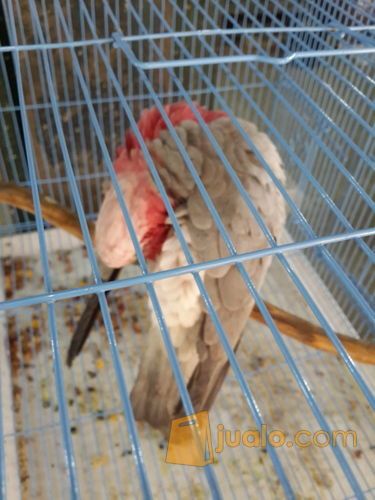 rose-breasted cockatoo/Kakatua Galah