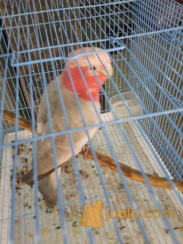 rose-breasted cockatoo/Kakatua Galah