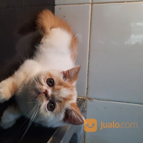 Persia Peaknose Exotic Jantan