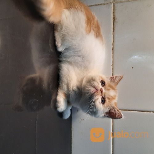 Persia Peaknose Exotic Jantan