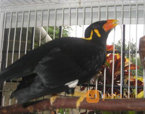 Harga Beo Pintar Ngomong