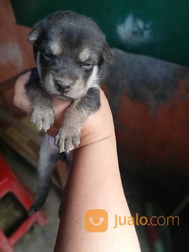 Anak Anjing Mix Mini Pinscher Jantan Dan Betina