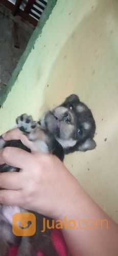Anak Anjing Mix Mini Pinscher Jantan Dan Betina