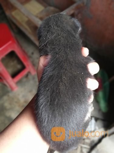 Anak Anjing Mix Mini Pinscher Jantan Dan Betina