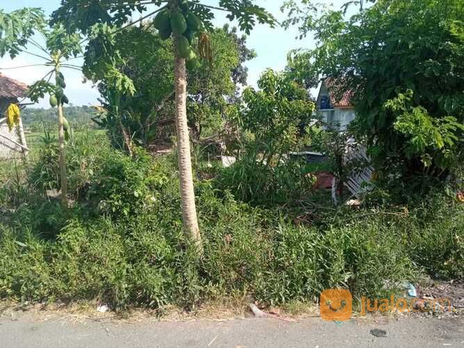 Tanah Timur Lava Bantal Madurejo Prambanan Sleman Yogyakarta (A.2505)