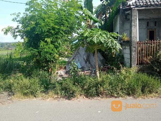Tanah Timur Lava Bantal Madurejo Prambanan Sleman Yogyakarta (A.2505)