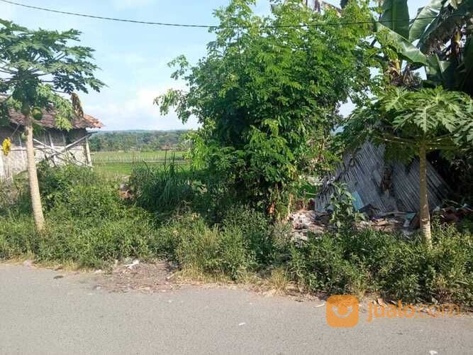 Tanah Timur Lava Bantal Madurejo Prambanan Sleman Yogyakarta (A.2505)