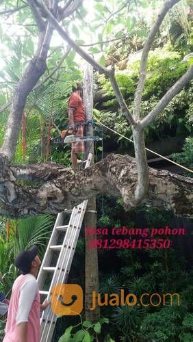 Jasa Tebang Pohon jakarta.tangerang 081292127731