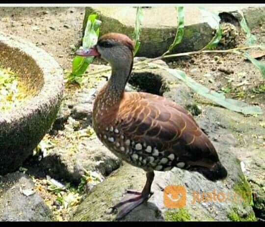 Belibis Paruh Merah Harga Per Ekor