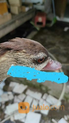 Belibis Paruh Merah Harga Per Ekor