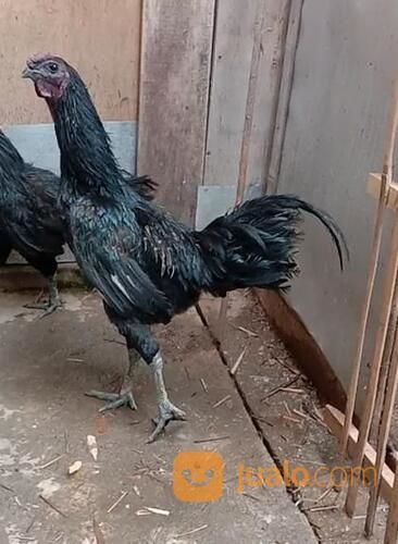 Ayam Kedu Hitam Jengger Merah Indukan Sepasang