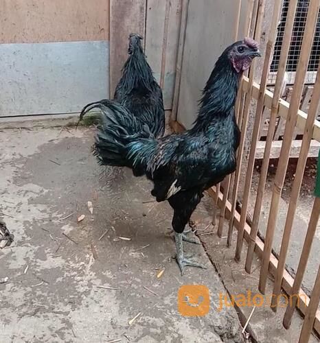Ayam Kedu Hitam Jengger Merah Indukan Sepasang