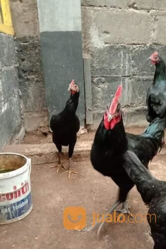 Ayam Kedu Hitam Jengger Merah Indukan Sepasang