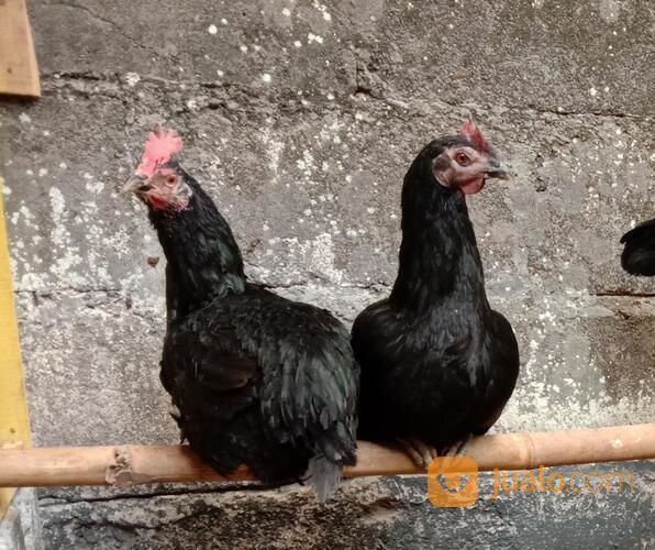 Ayam Kedu Hitam Jengger Merah Indukan Sepasang