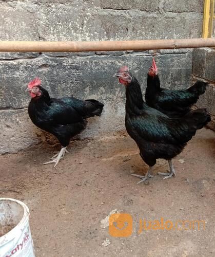 Ayam Kedu Hitam Jengger Merah Indukan Sepasang