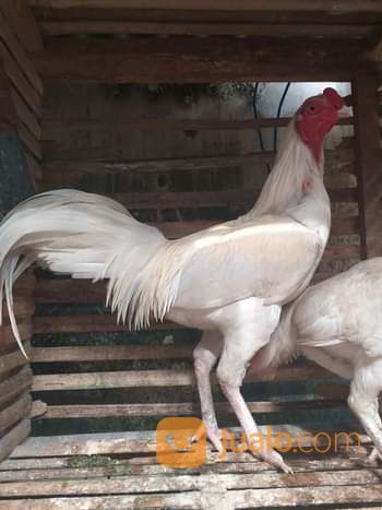 Ayam Putih Mulus Jantan Atau Betina Putih Mulus Tembus