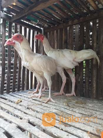 Ayam Putih Mulus Jantan Atau Betina Putih Mulus Tembus