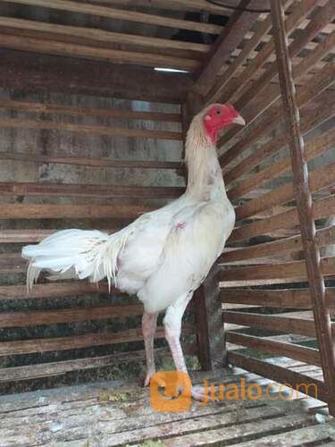 Ayam Putih Mulus Jantan Atau Betina Putih Mulus Tembus