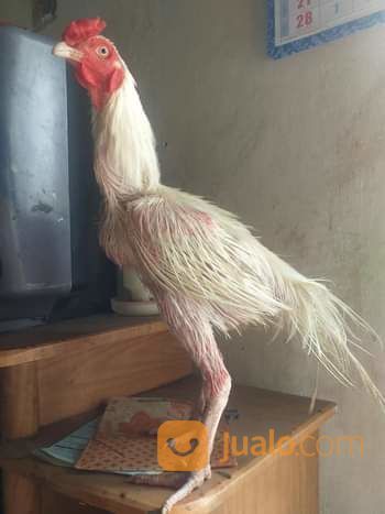 Ayam Putih Mulus Jantan Atau Betina Putih Mulus Tembus