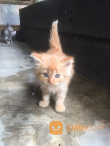 Lepas Adop 3 Kucing Persia. Usia 2.5 Bulan Harga 600rb Nego Bisa Cod Metro&Blampung Cp089603980317