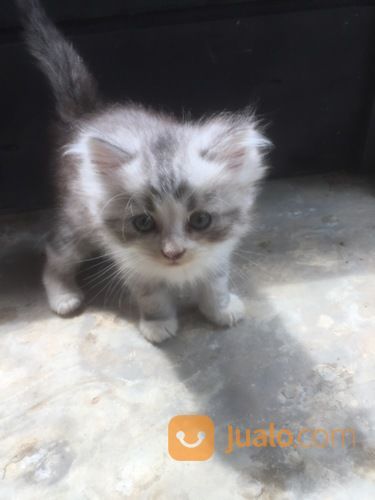 Lepas Adop 3 Kucing Persia. Usia 2.5 Bulan Harga 600rb Nego Bisa Cod Metro&Blampung Cp089603980317