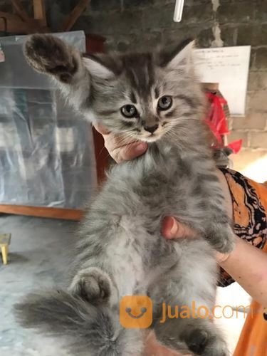 Lepas Adop 3 Kucing Persia. Usia 2.5 Bulan Harga 600rb Nego Bisa Cod Metro&Blampung Cp089603980317