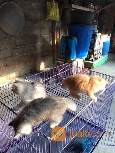 Lepas Adop 3 Kucing Persia. Usia 2.5 Bulan Harga 600rb Nego Bisa Cod Metro&Blampung Cp089603980317