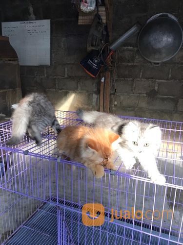 Lepas Adop 3 Kucing Persia. Usia 2.5 Bulan Harga 600rb Nego Bisa Cod Metro&Blampung Cp089603980317