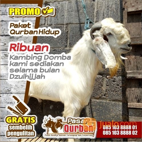 Harga Hewan Qurban Surabaya 2021