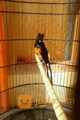 Murai Batu Blorok Ekor Pajang