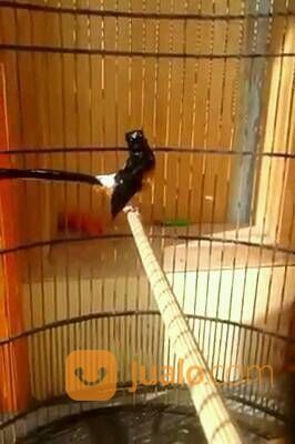 Murai Batu Blorok Ekor Pajang