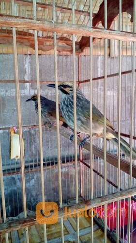 Sepasang Siap Ternak Cucak Rowo Medan