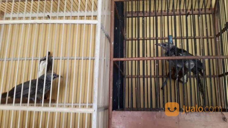 Sepasang Siap Ternak Cucak Rowo Medan