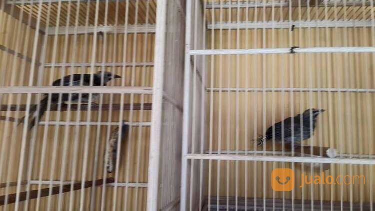 Sepasang Siap Ternak Cucak Rowo Medan